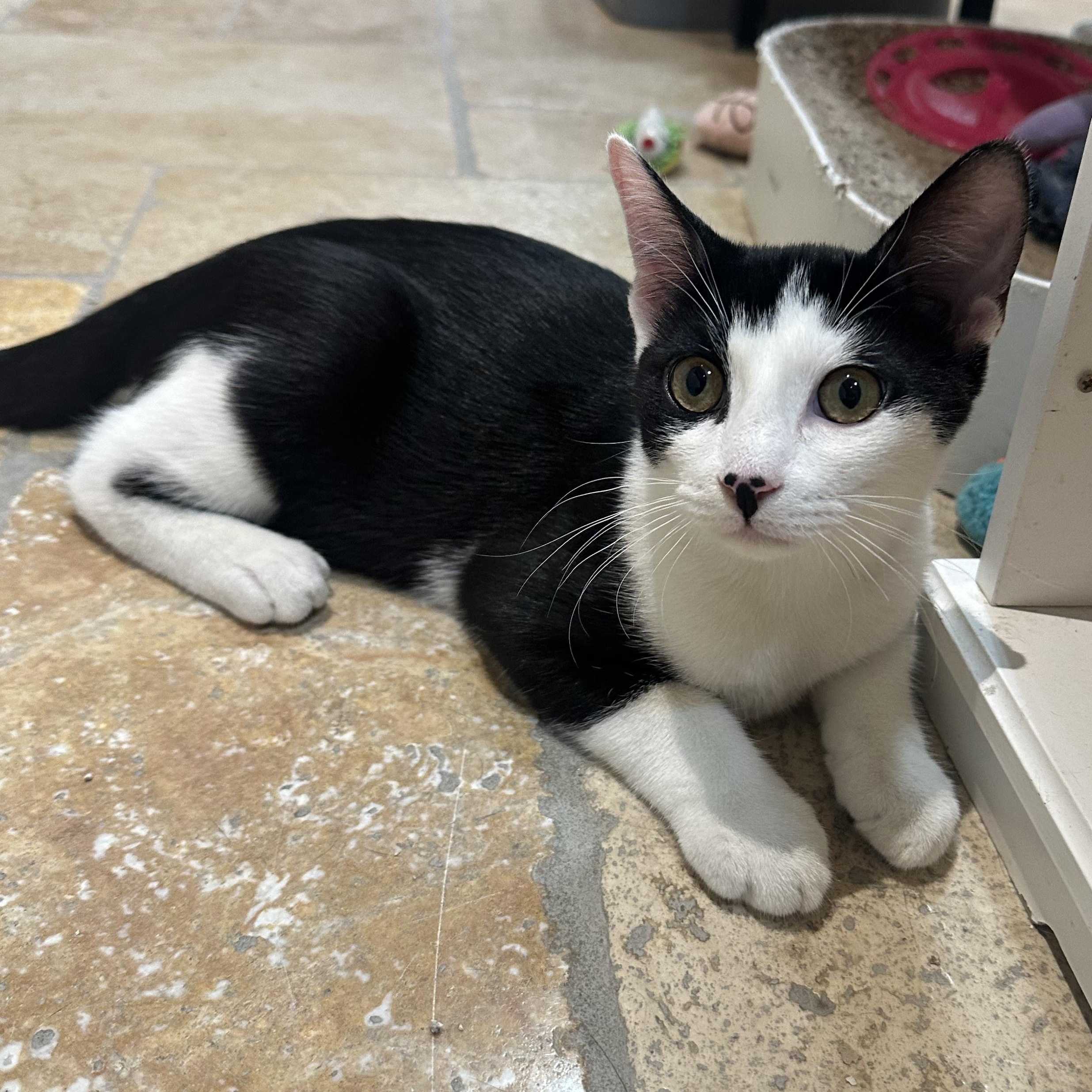 Oreo, an adopted Domestic Short Hair in East Brunswick, NJ image 5/6