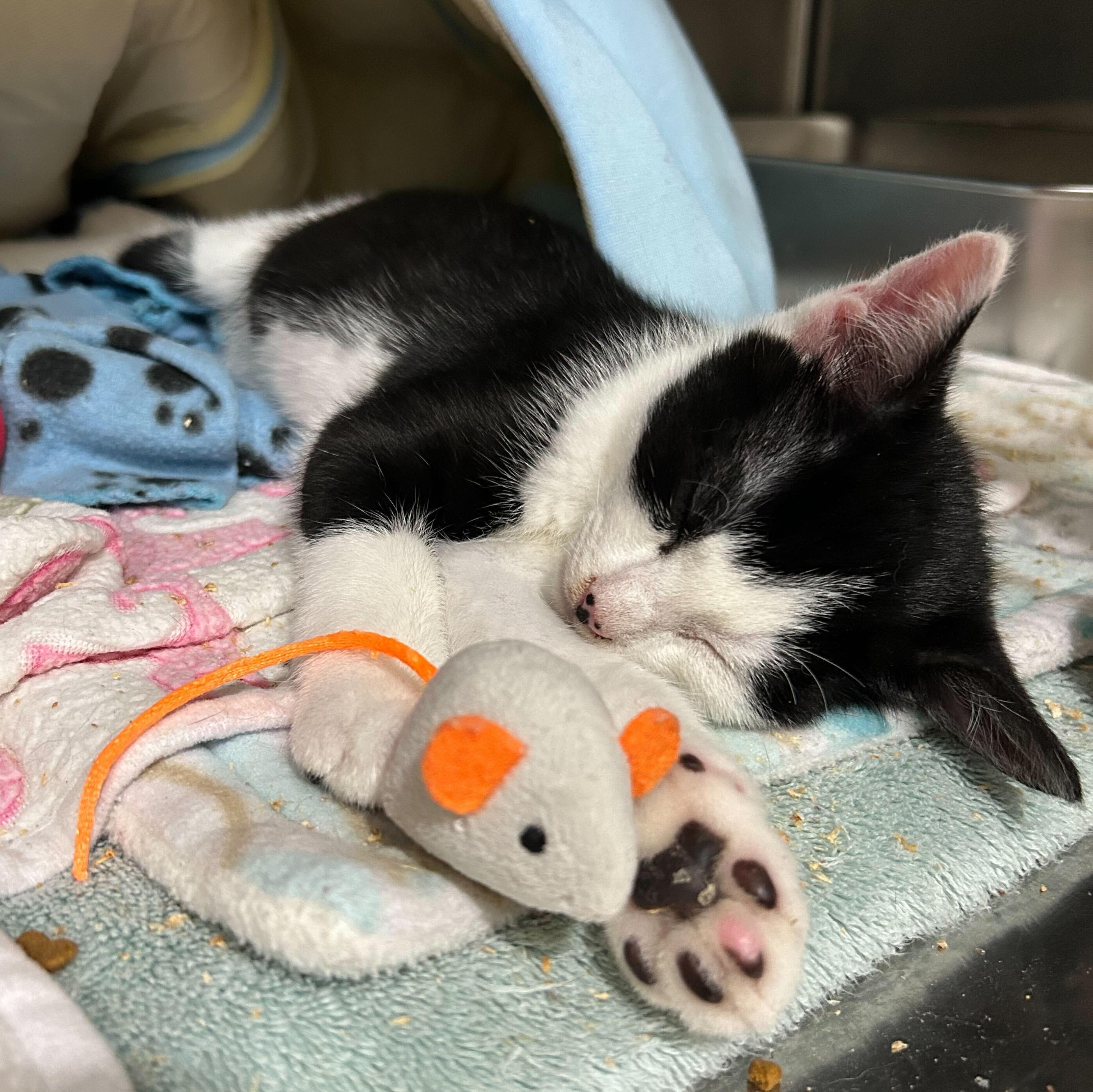 Enlarge Oreo, a Adoptable Domestic Short Hair in East Brunswick, NJ image 5/5