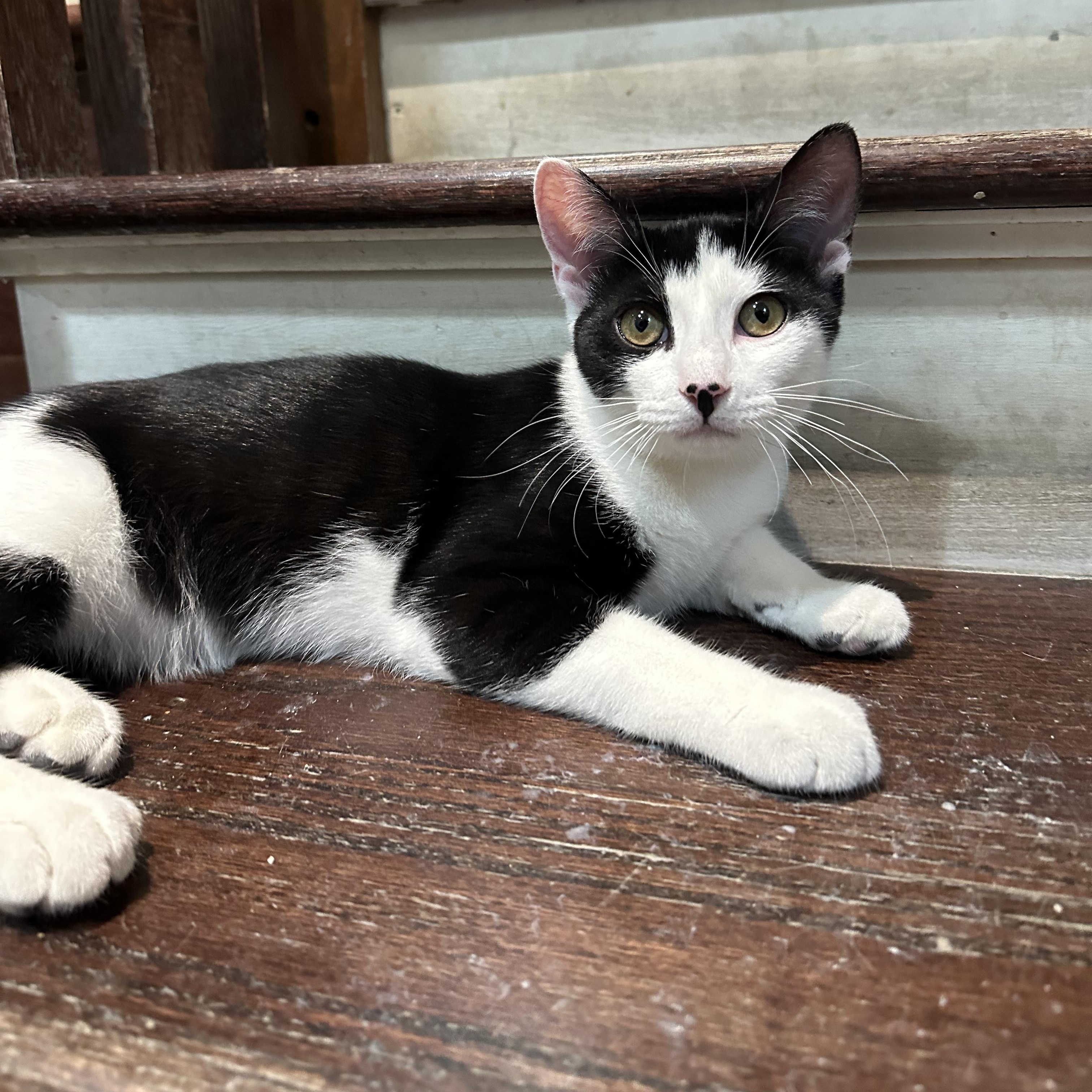 Oreo, an adopted Domestic Short Hair in East Brunswick, NJ image 6/6
