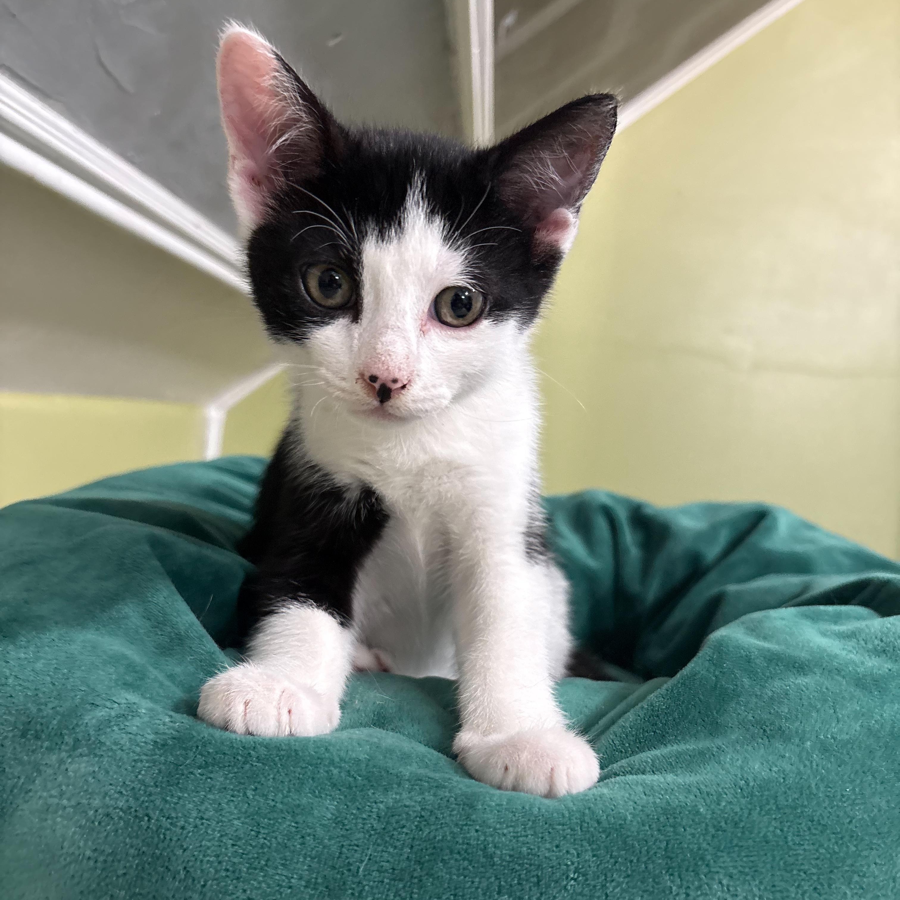 Enlarge Oreo, a Adoptable Domestic Short Hair in East Brunswick, NJ image 2/5
