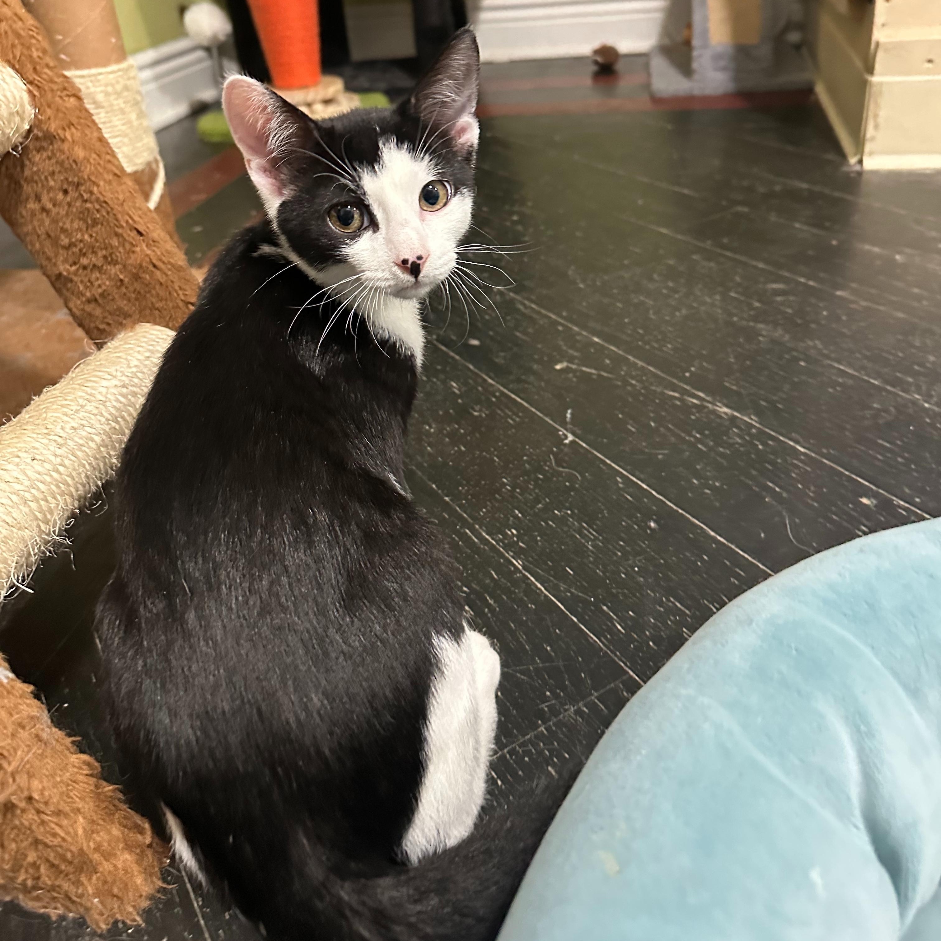 Enlarge Oreo, a Adoptable Domestic Short Hair in East Brunswick, NJ image 4/5