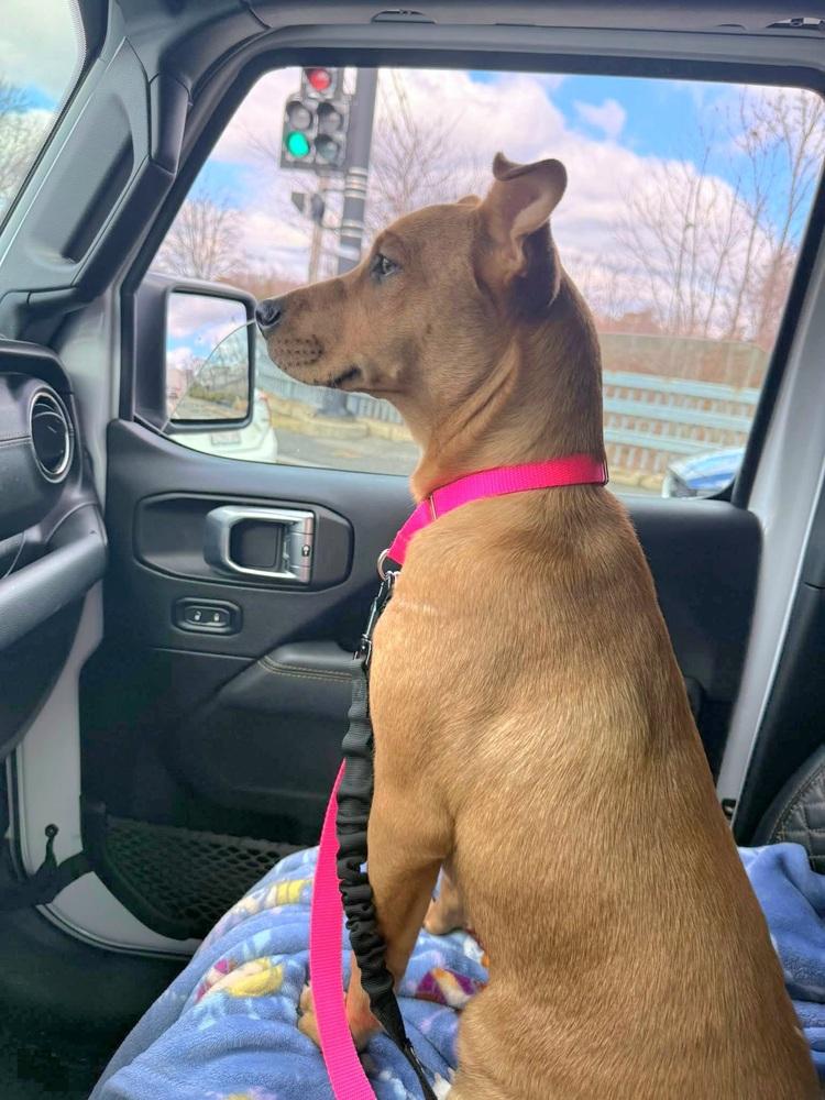 Enlarge Toby Elaine, a Adoptable mixed breed in Saugus, MA image 1/6