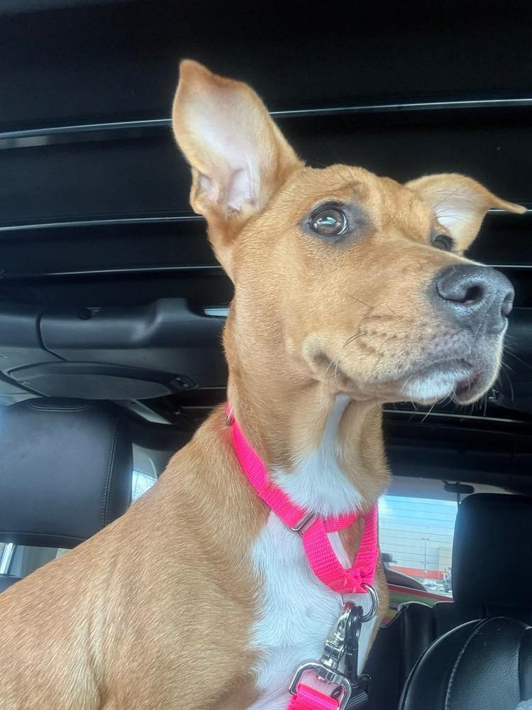 Enlarge Toby Elaine, a Adoptable mixed breed in Saugus, MA image 2/6