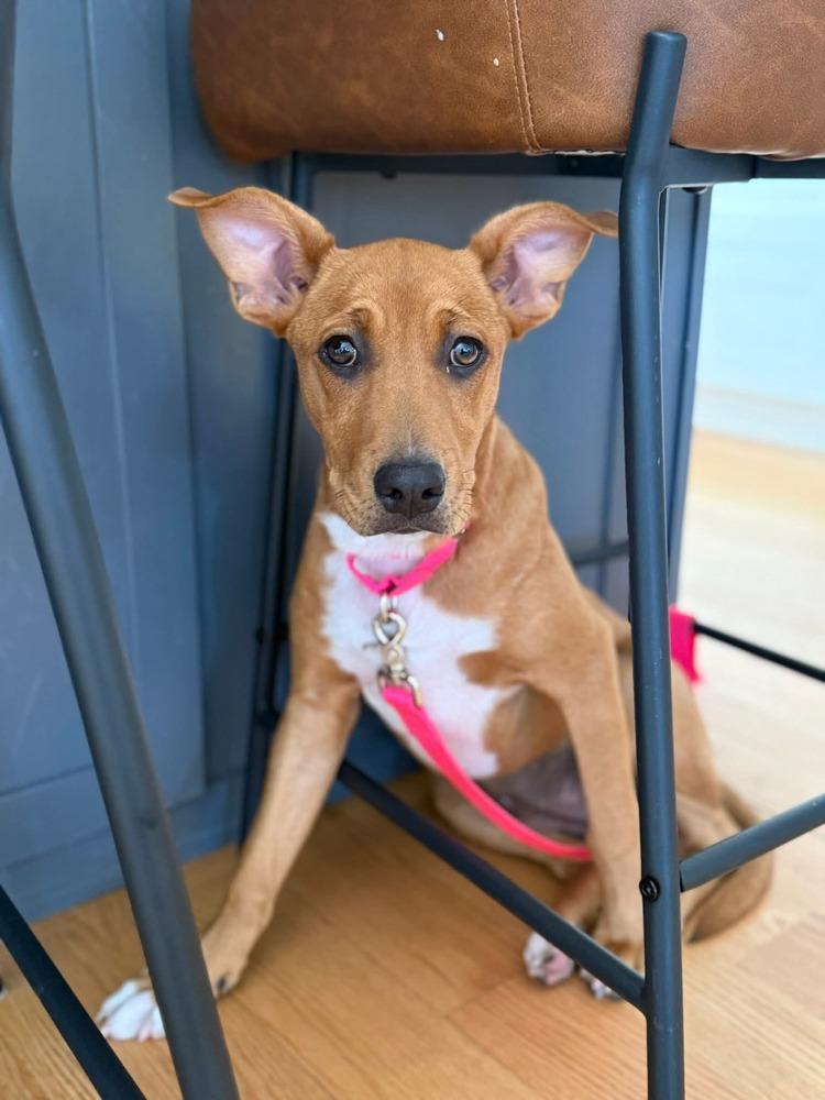 Enlarge Toby Elaine, a Adoptable mixed breed in Saugus, MA image 3/6