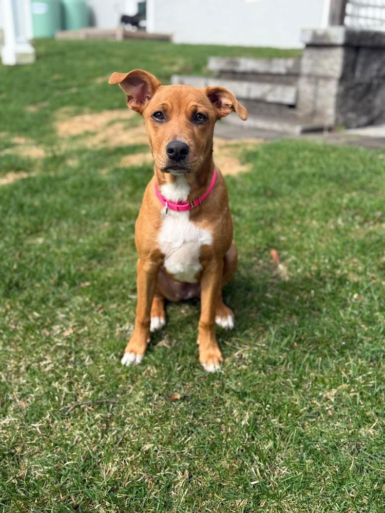 Enlarge Toby Elaine, a Adoptable mixed breed in Saugus, MA image 4/6
