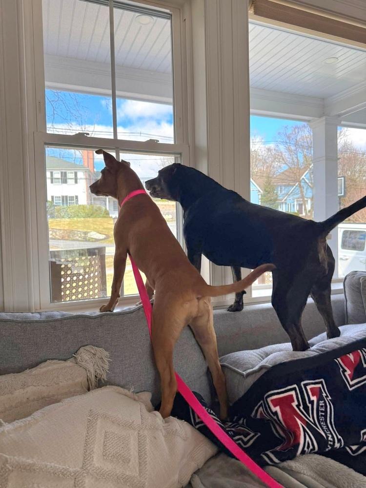 Enlarge Toby Elaine, a Adoptable mixed breed in Saugus, MA image 5/6