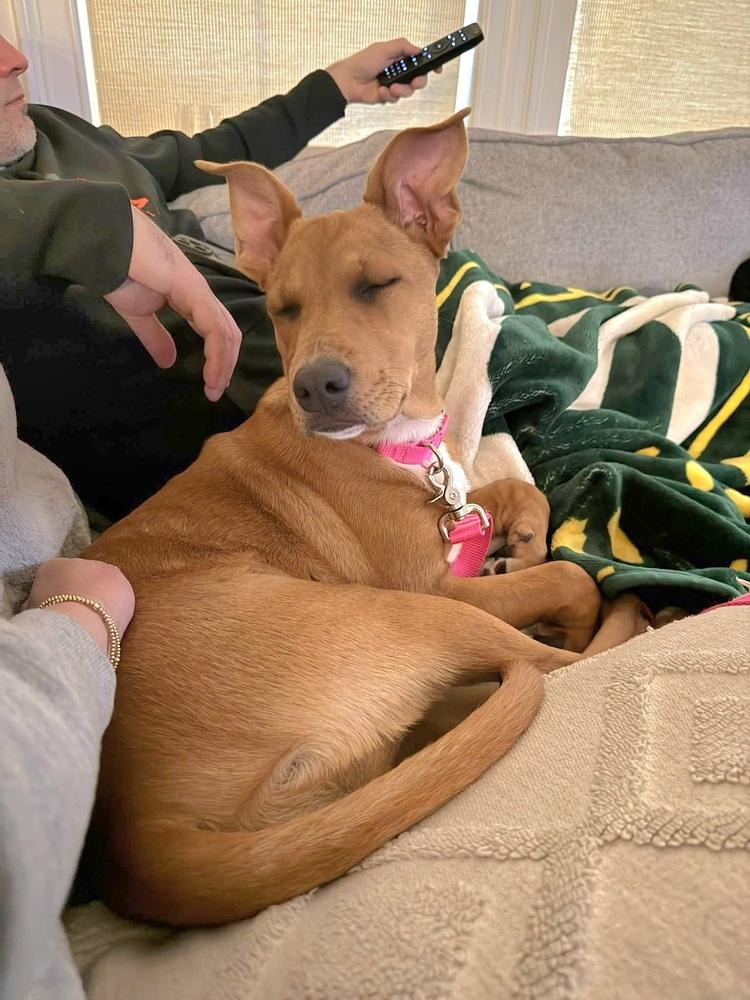 Enlarge Toby Elaine, a Adoptable mixed breed in Saugus, MA image 6/6