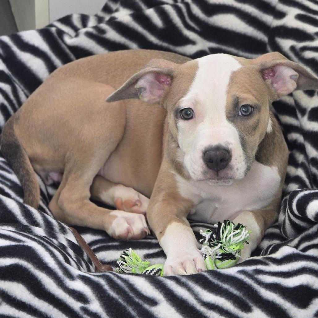 Madi, Adoptable, Puppy Female Pit Bull Terrier & Mixed Breed.