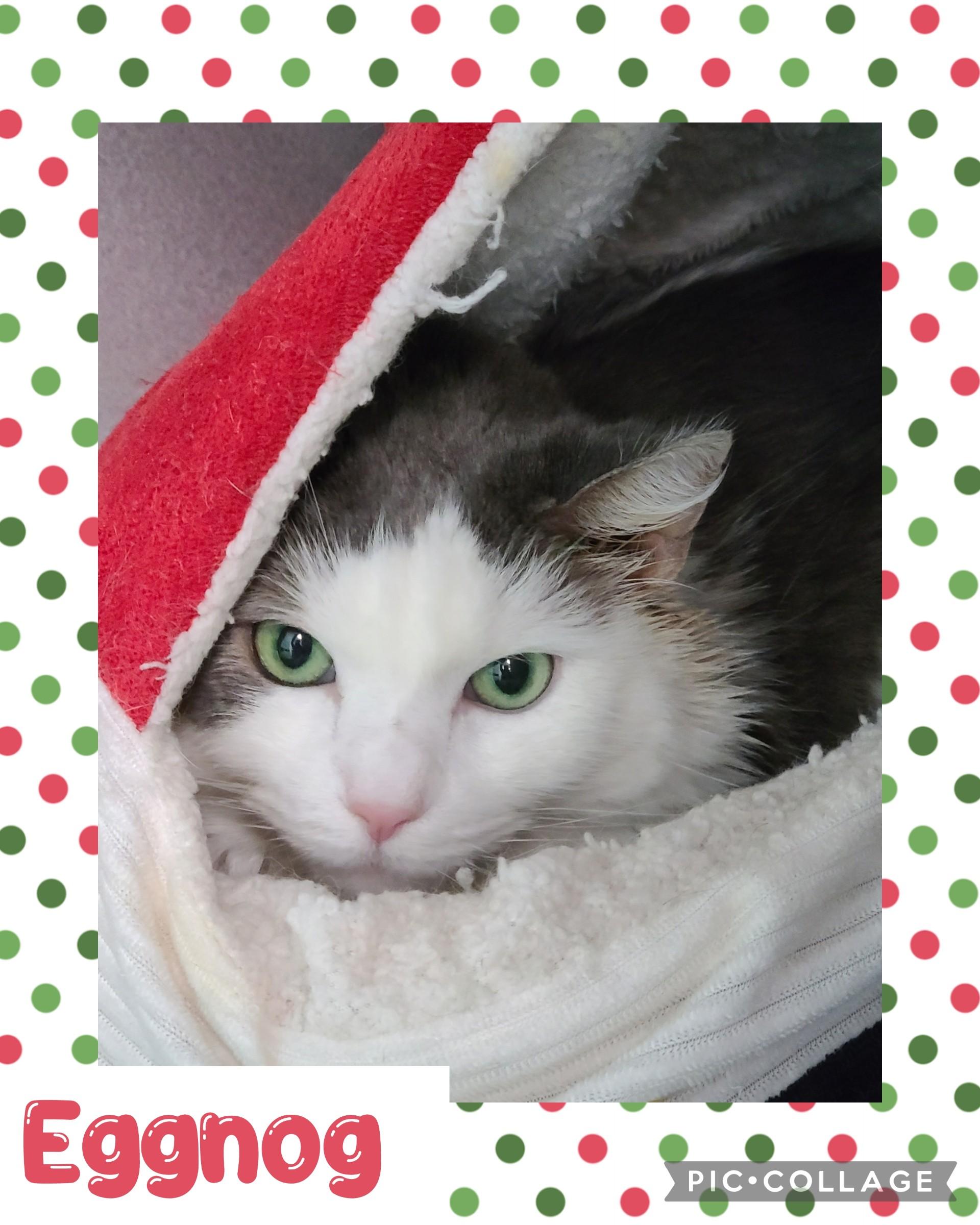 Enlarge Eggnog, a ADOPTABLE Domestic Medium Hair in Iron River, MI image 1/1