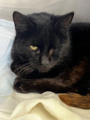 Hoep, a Adoptable Domestic Short Hair in Simcoe, ON image 1/3