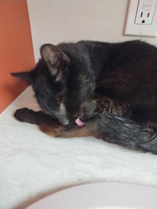 Hoep, a Adoptable Domestic Short Hair in Simcoe, ON image 2/3