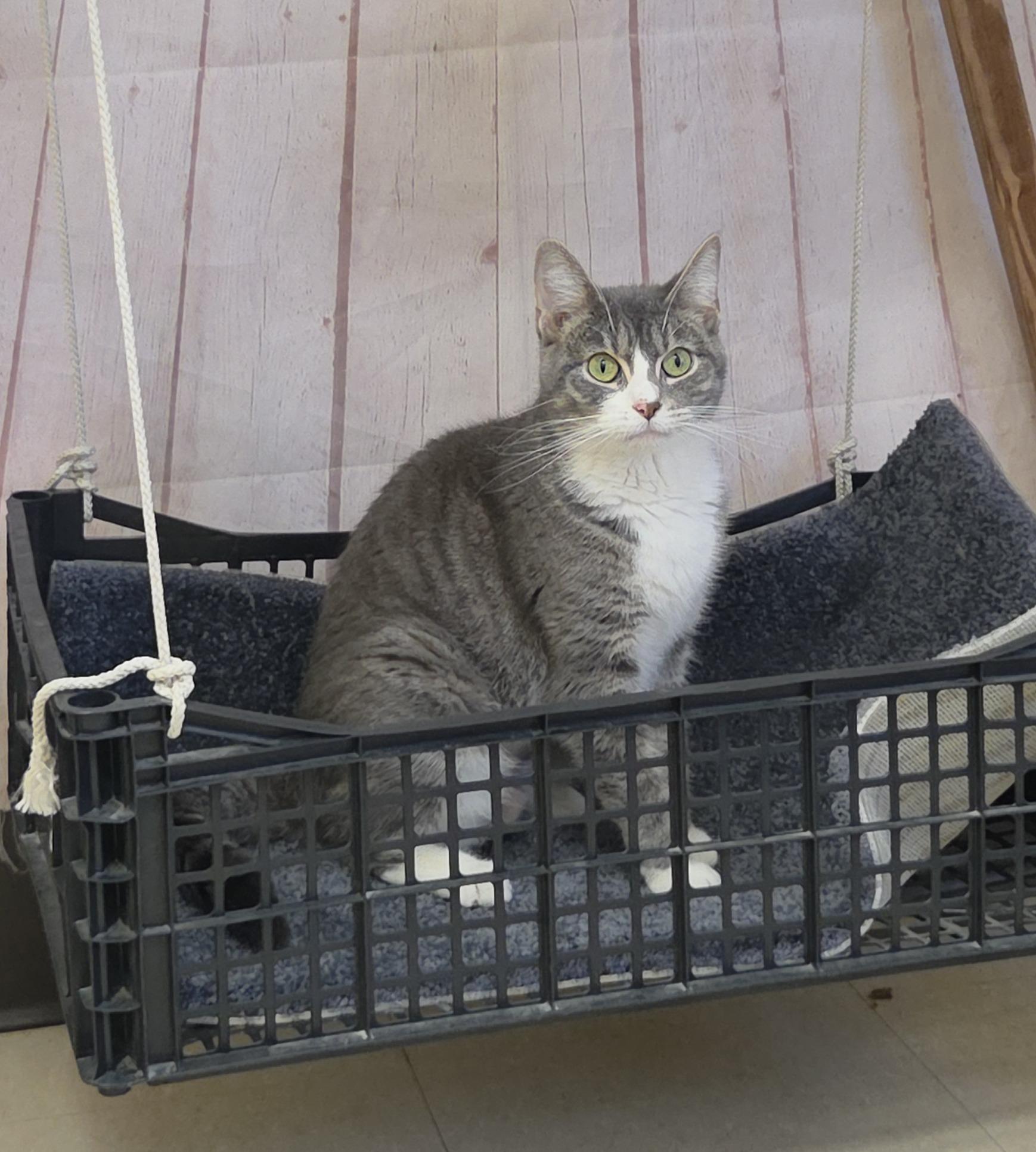 Rey, a ADOPTABLE Domestic Short Hair in Red Wing, MN image 2/3