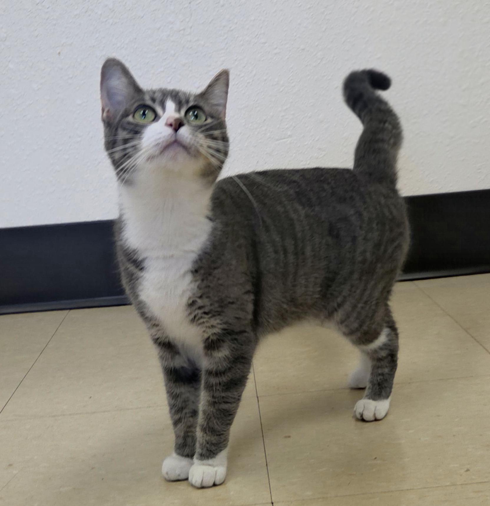 Rey, a ADOPTABLE Domestic Short Hair in Red Wing, MN image 3/3