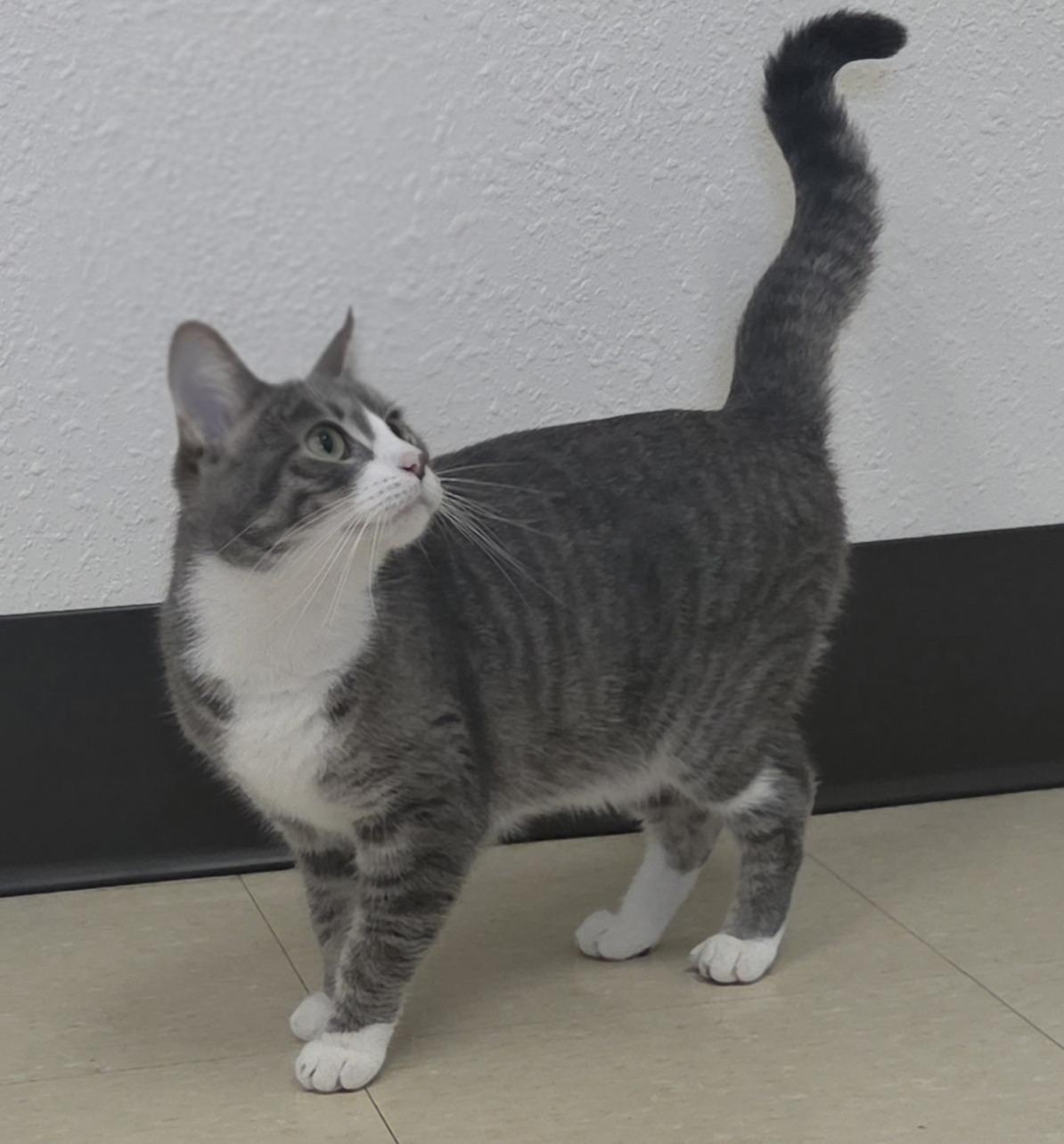 Rey, ADOPTABLE, Young Female Domestic Short Hair.