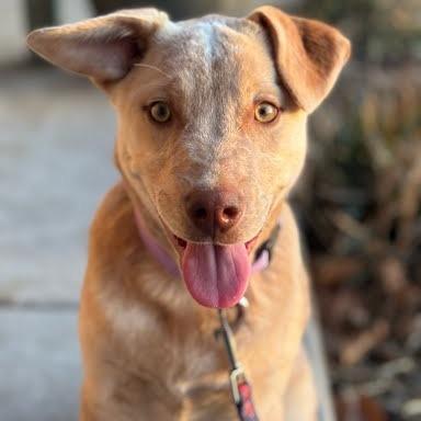 Enlarge Skipper, a Adoptable mixed breed in Rogersville, MO image 1/4