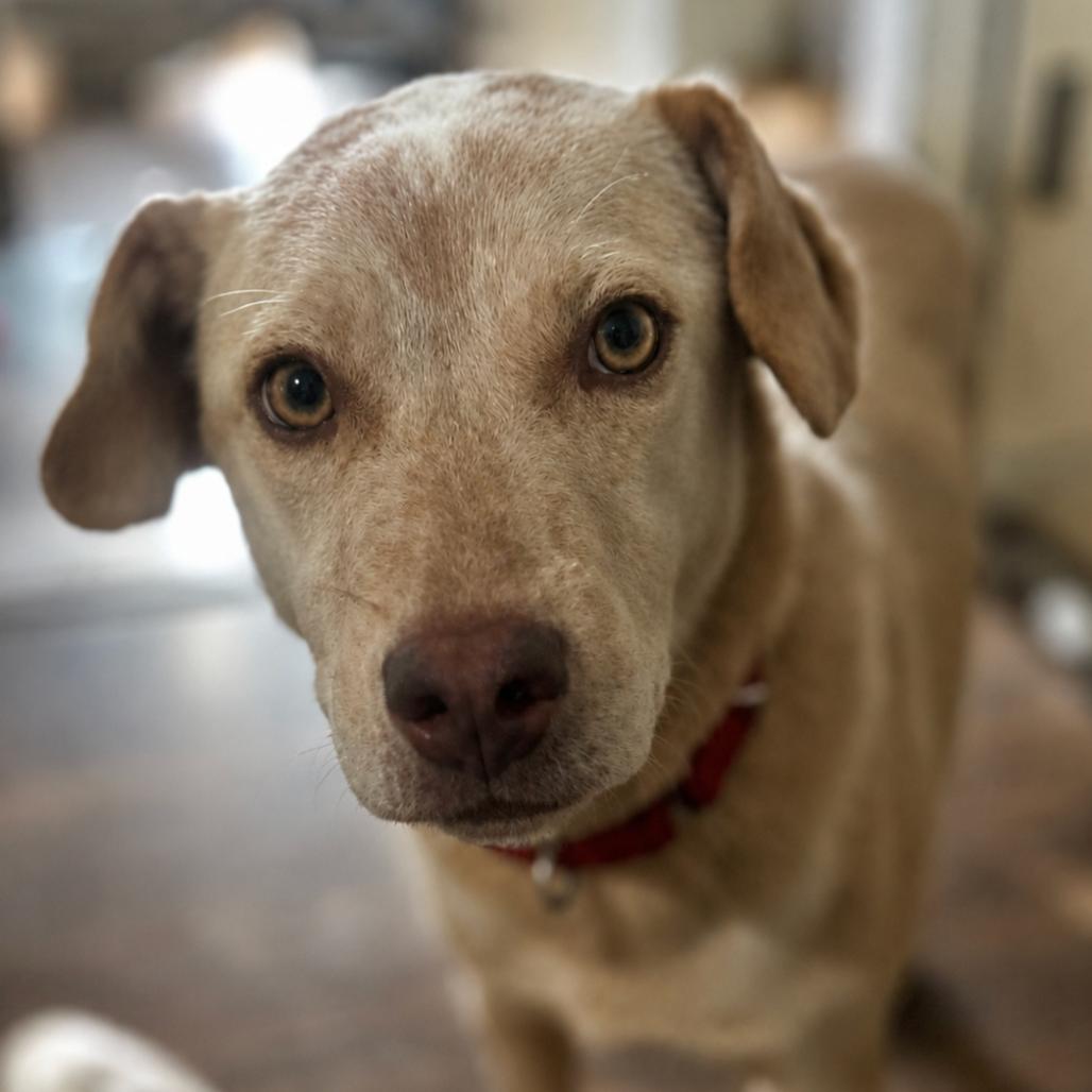 Enlarge Skipper, a Adoptable mixed breed in Rogersville, MO image 3/5