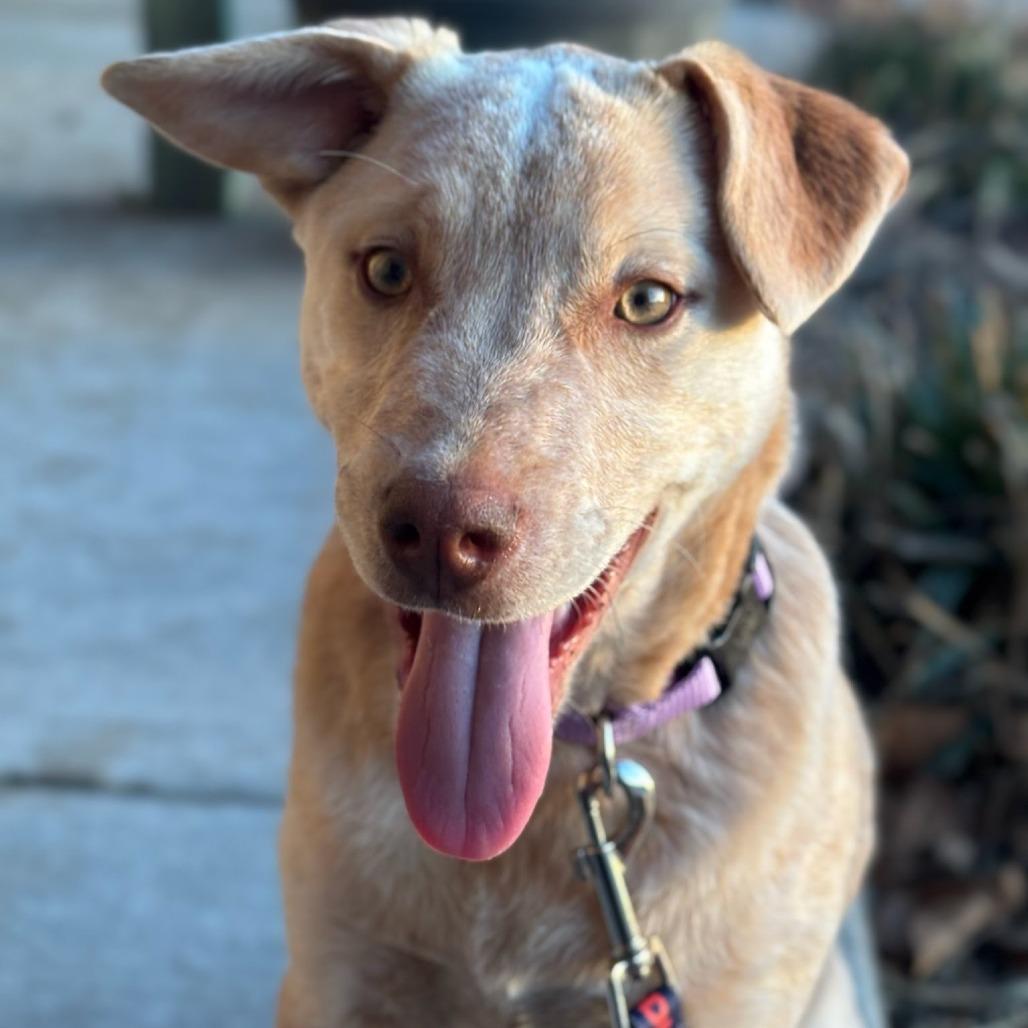 Enlarge Skipper, a Adoptable mixed breed in Rogersville, MO image 2/4
