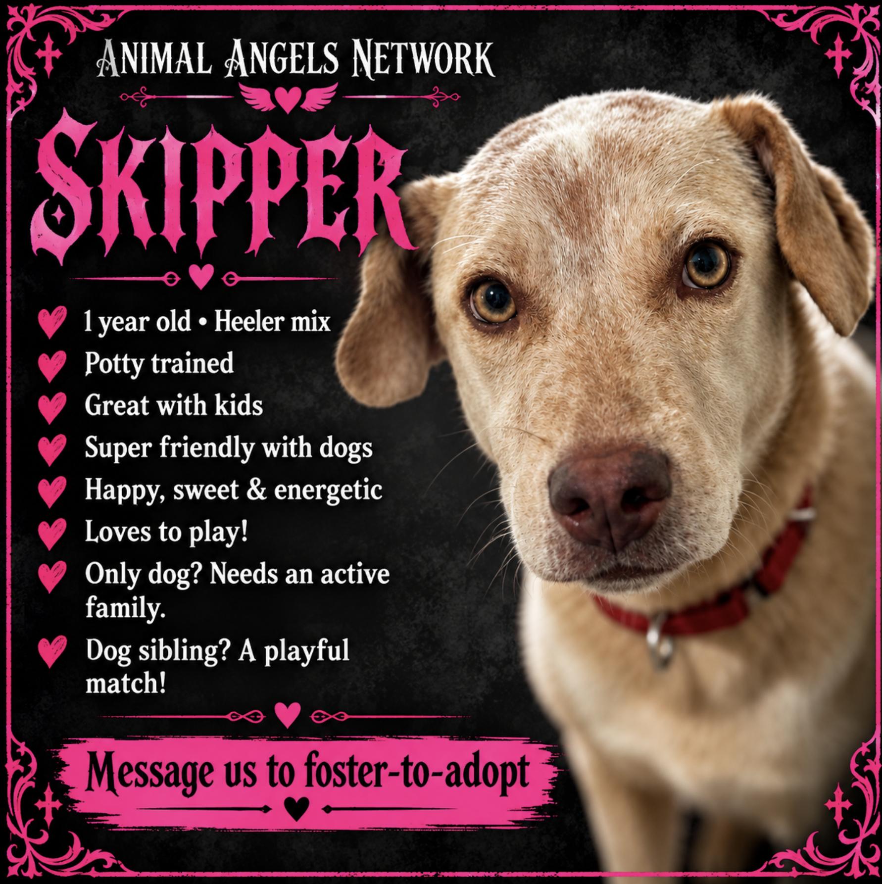 Enlarge Skipper, a Adoptable mixed breed in Rogersville, MO image 1/5