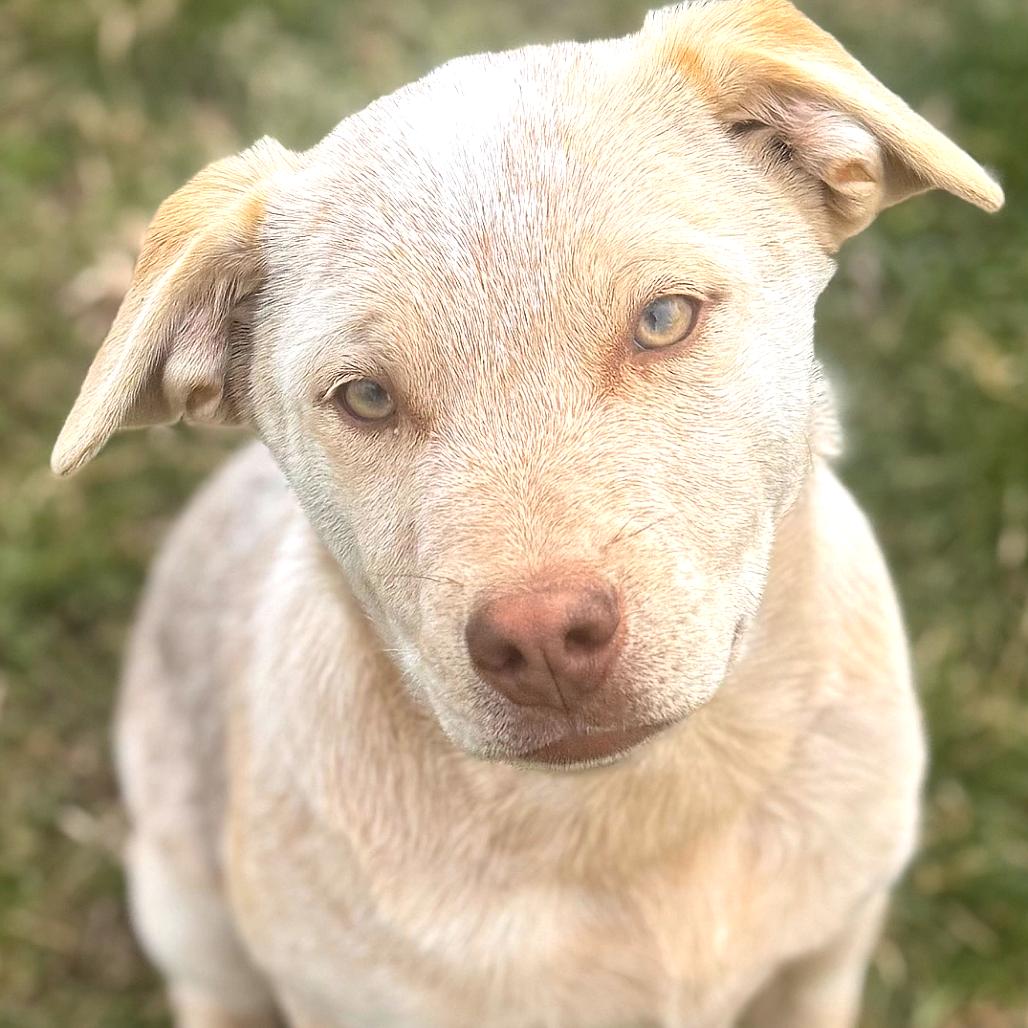 Enlarge Skipper, a Adoptable mixed breed in Rogersville, MO image 3/4