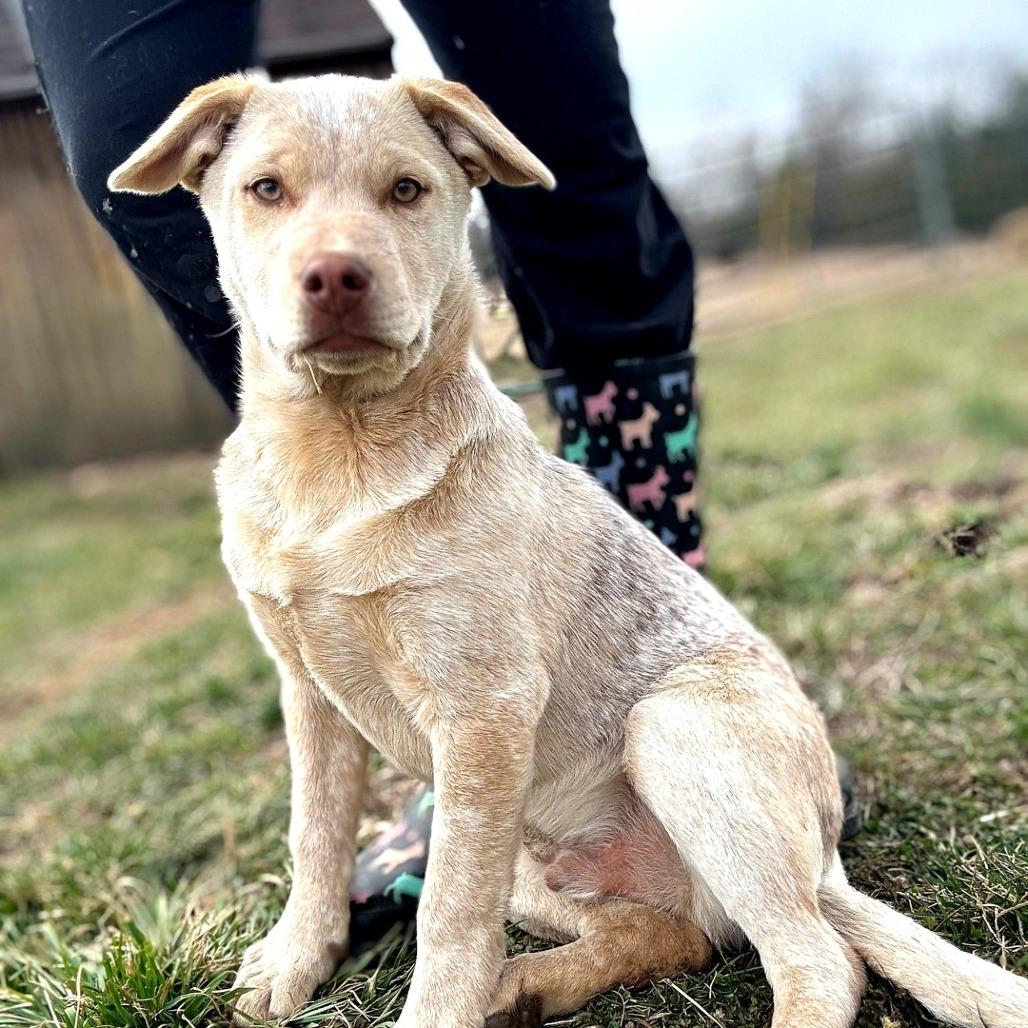 Enlarge Skipper, a Adoptable mixed breed in Rogersville, MO image 4/4
