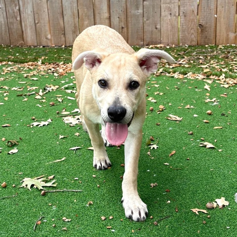 Enlarge Hallie, a Adoptable mixed breed in Elwood, UT image 2/6