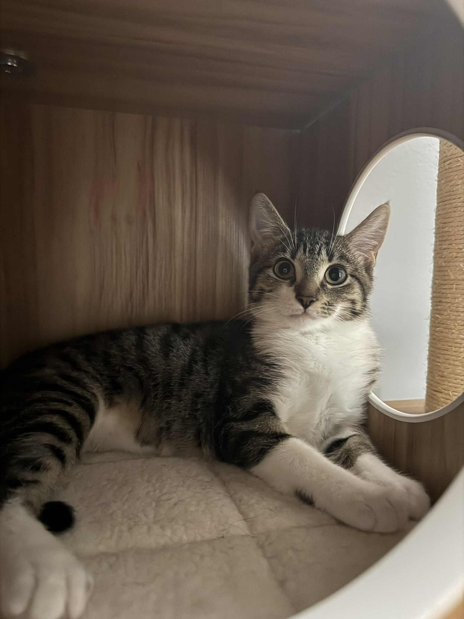 Enlarge Bentley & Lexus, a Adopted Tabby in Orleans, ON image 5/6