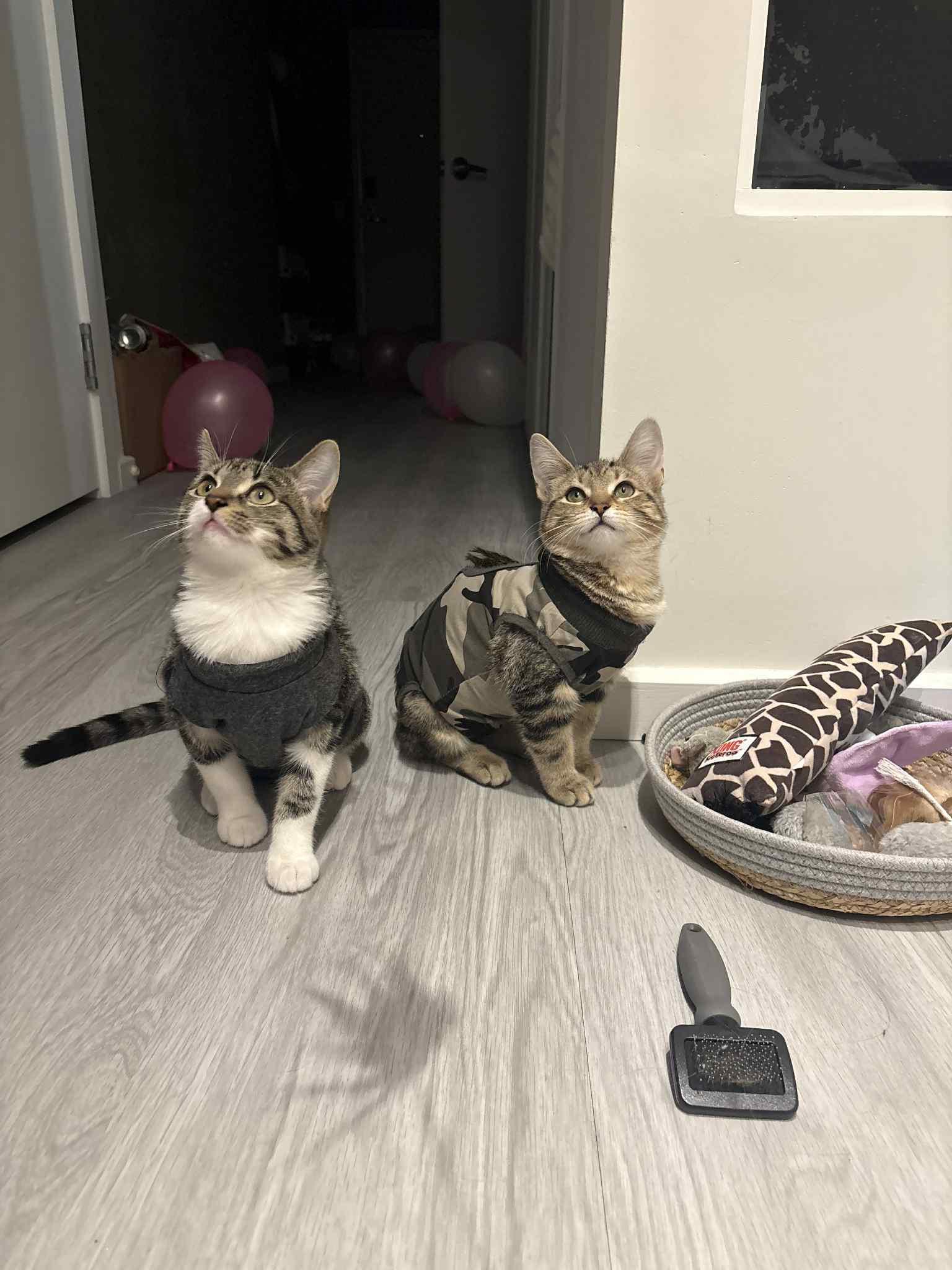 Enlarge Bentley & Lexus, a Adopted Tabby in Orleans, ON image 1/6
