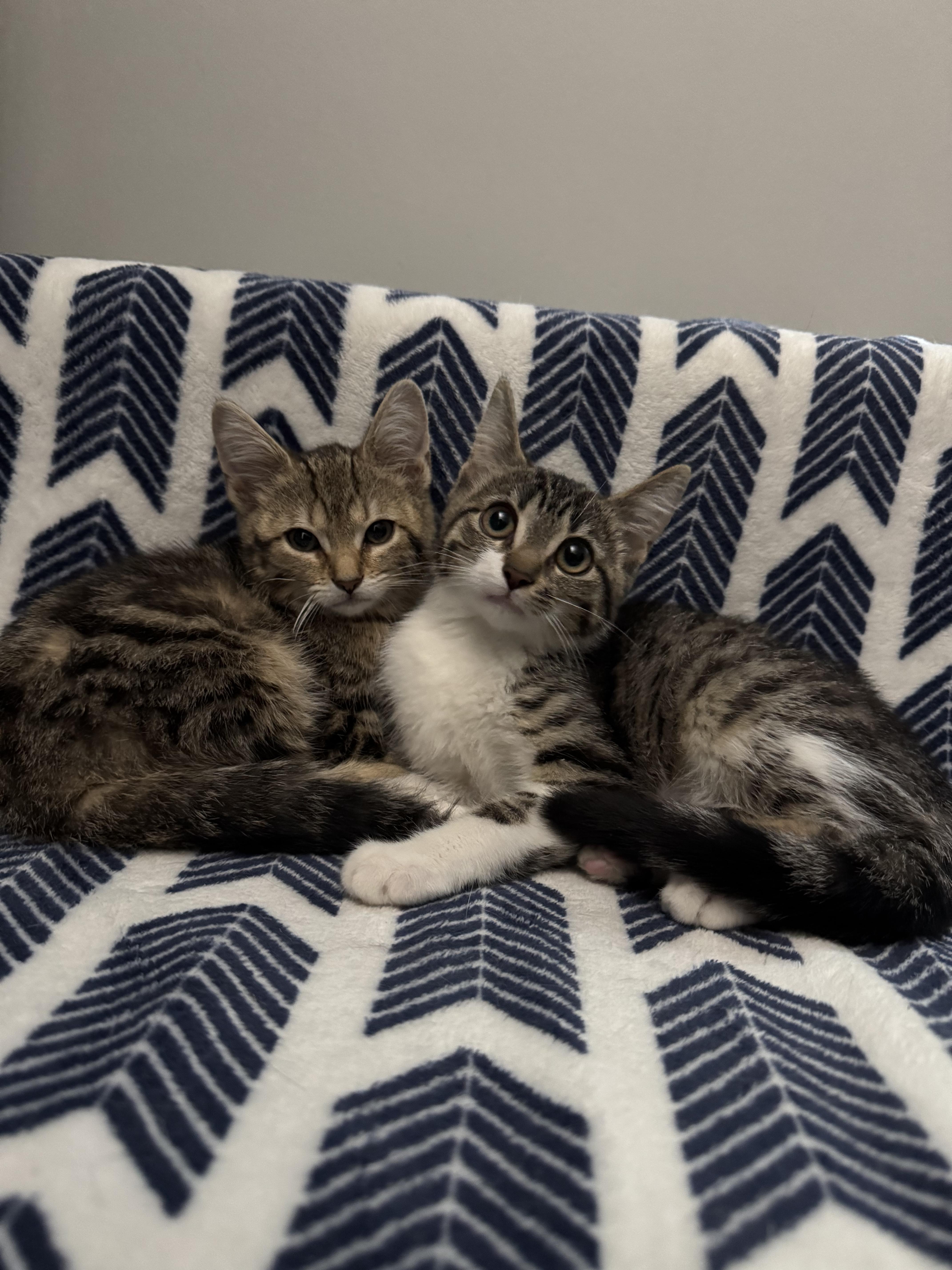 Enlarge Bentley & Lexus, a Adopted Tabby in Orleans, ON image 3/6