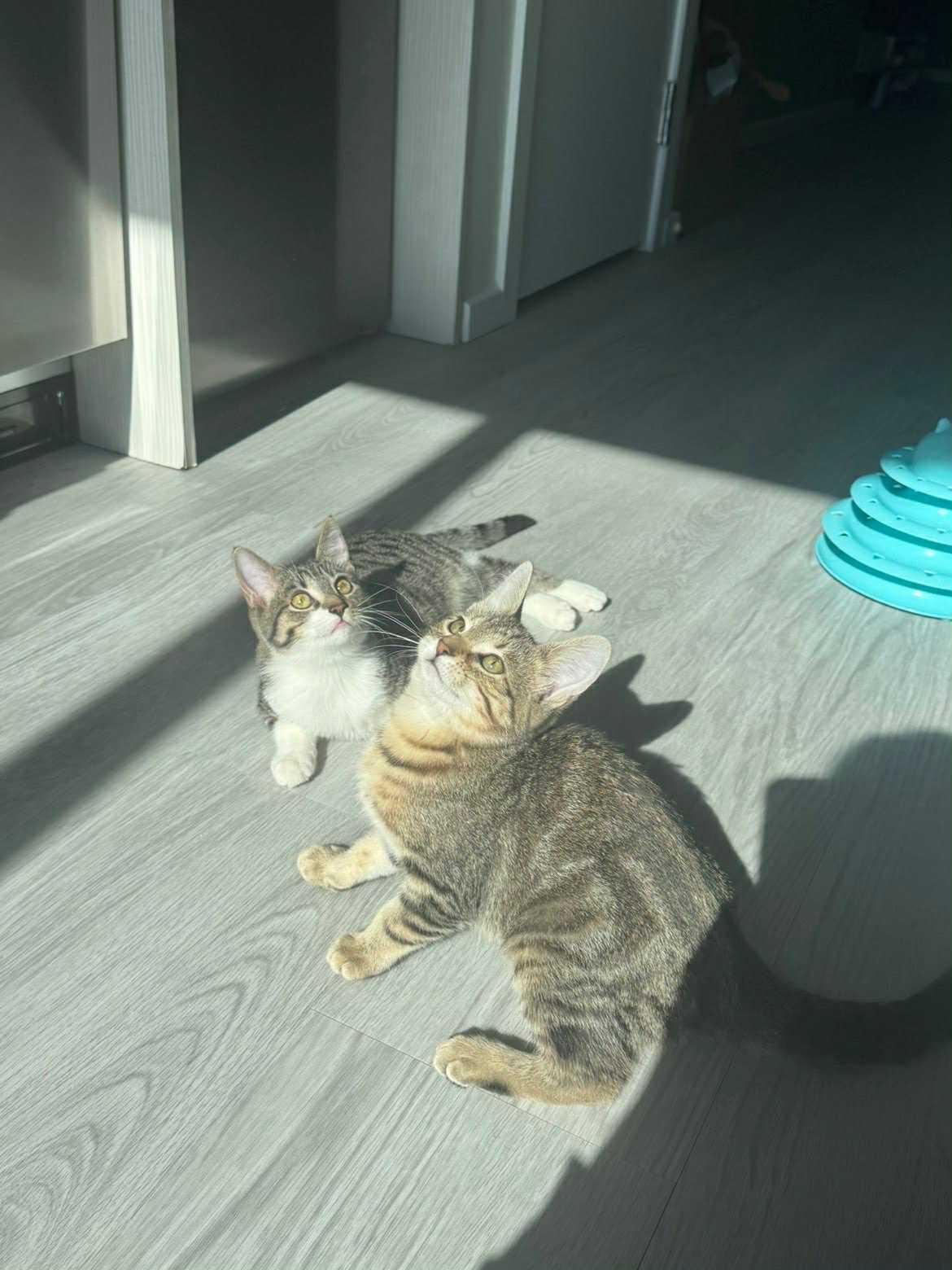 Enlarge Bentley & Lexus, a Adopted Tabby in Orleans, ON image 4/6