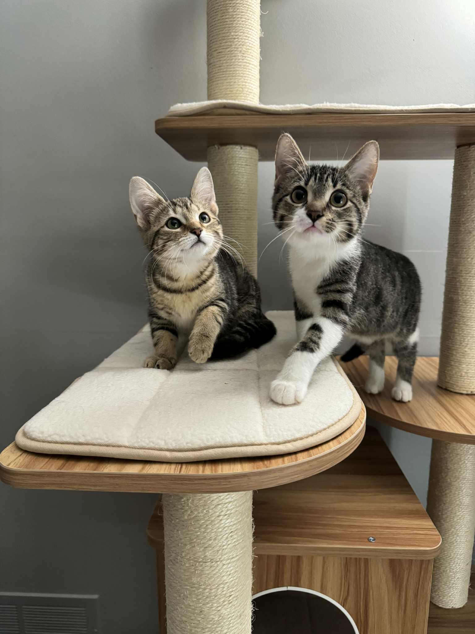 Enlarge Bentley & Lexus, a Adopted Tabby in Orleans, ON image 2/6