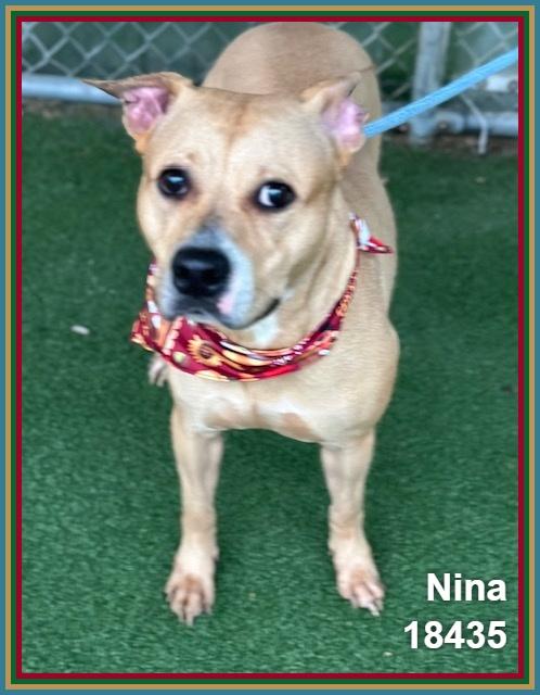 Enlarge NINA, a Adoptable mixed breed in Marietta, GA image 3/6