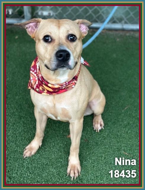 NINA, Adoptable, Adult Female Pit Bull Terrier & Boxer.