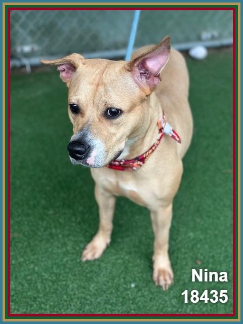 Enlarge NINA, a Adoptable mixed breed in Marietta, GA image 6/6