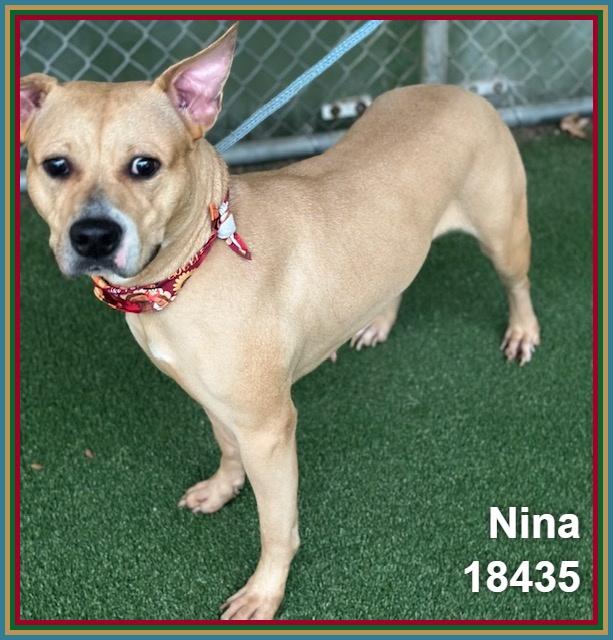 Enlarge NINA, a Adoptable mixed breed in Marietta, GA image 5/6