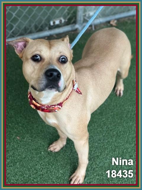 Enlarge NINA, a Adoptable mixed breed in Marietta, GA image 4/6