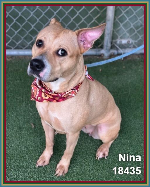 Enlarge NINA, a Adoptable mixed breed in Marietta, GA image 2/6