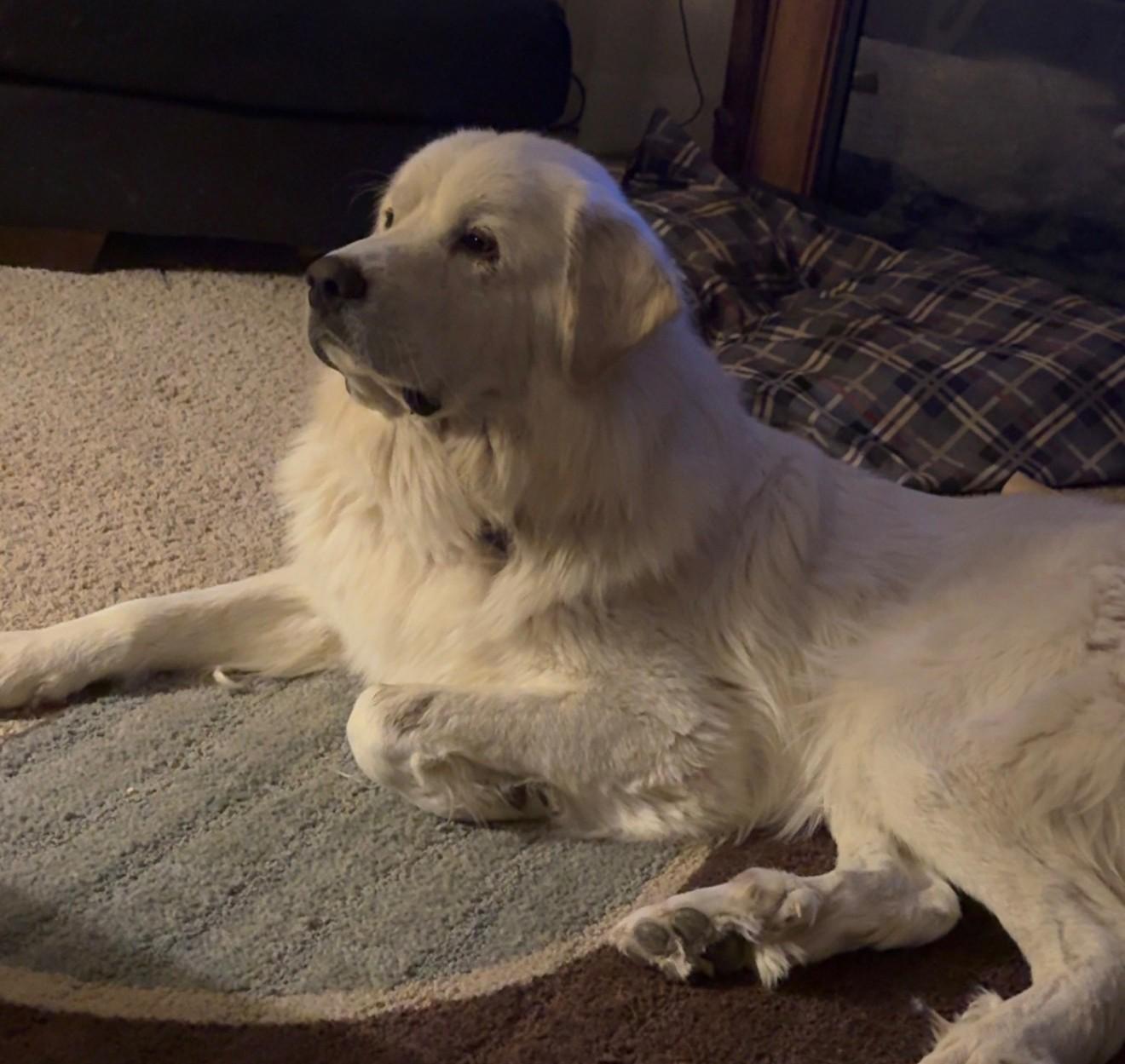 Enlarge Avalanche , a hold mixed breed in Greeley, CO image 2/2