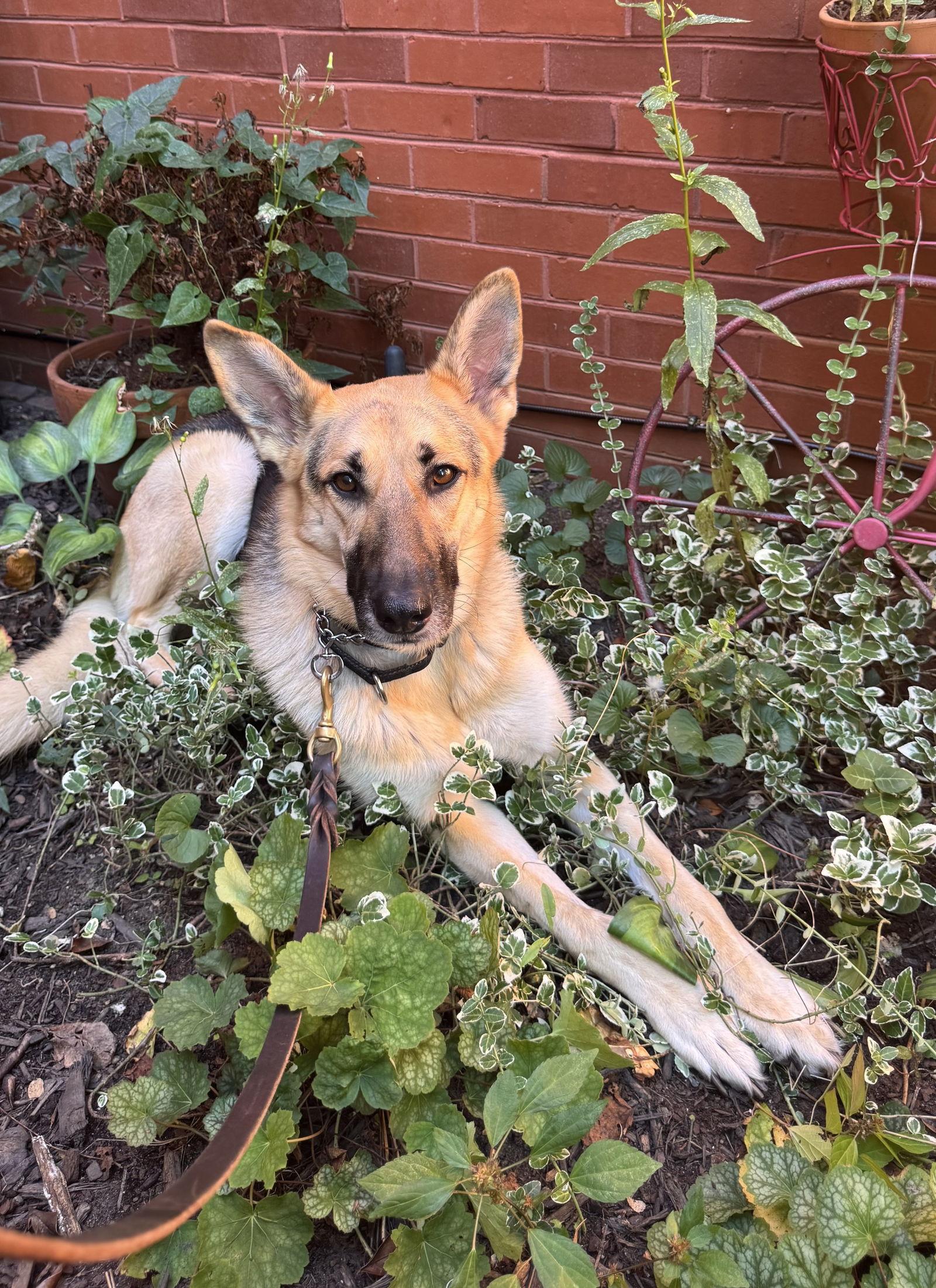 Queenie 6888, Adoptable, Adult Female German Shepherd Dog.