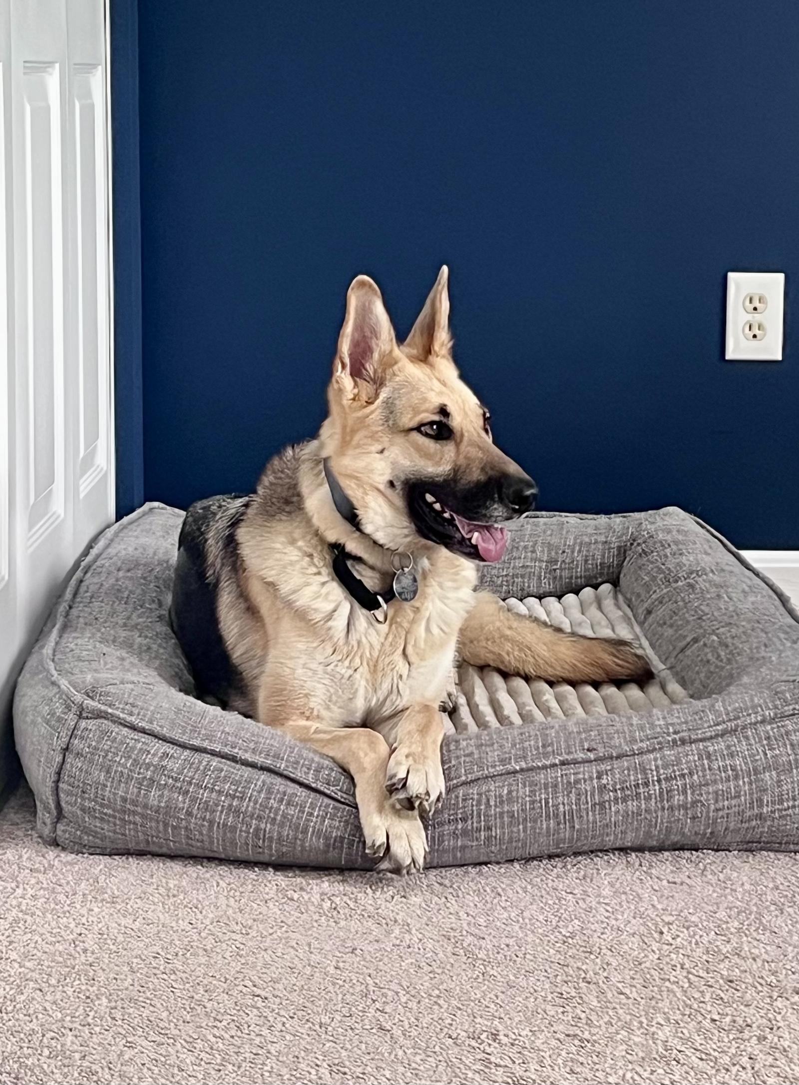 Queenie 6888, a Adoptable German Shepherd Dog in Centreville, VA image 2/3