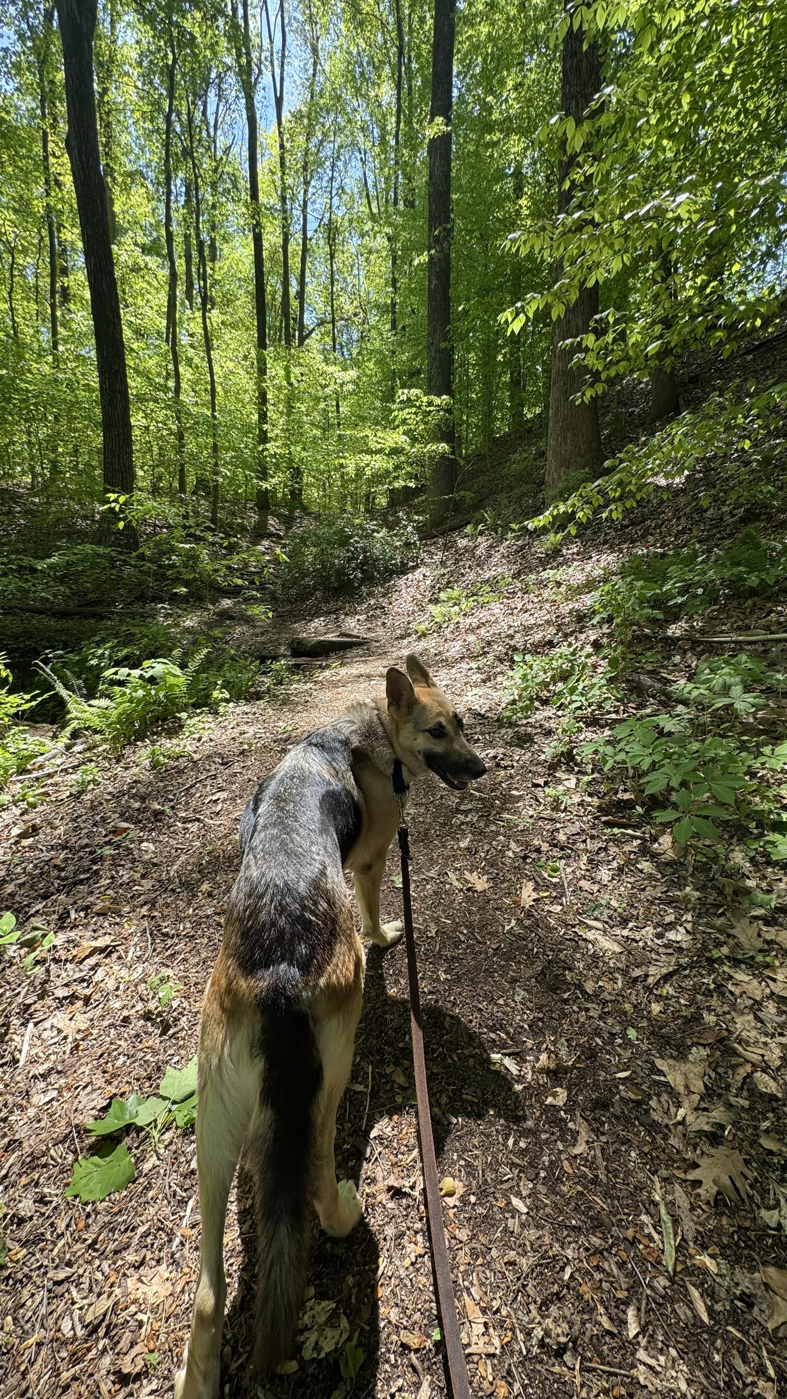 Queenie 6888, a Adoptable German Shepherd Dog in Centreville, VA image 3/3