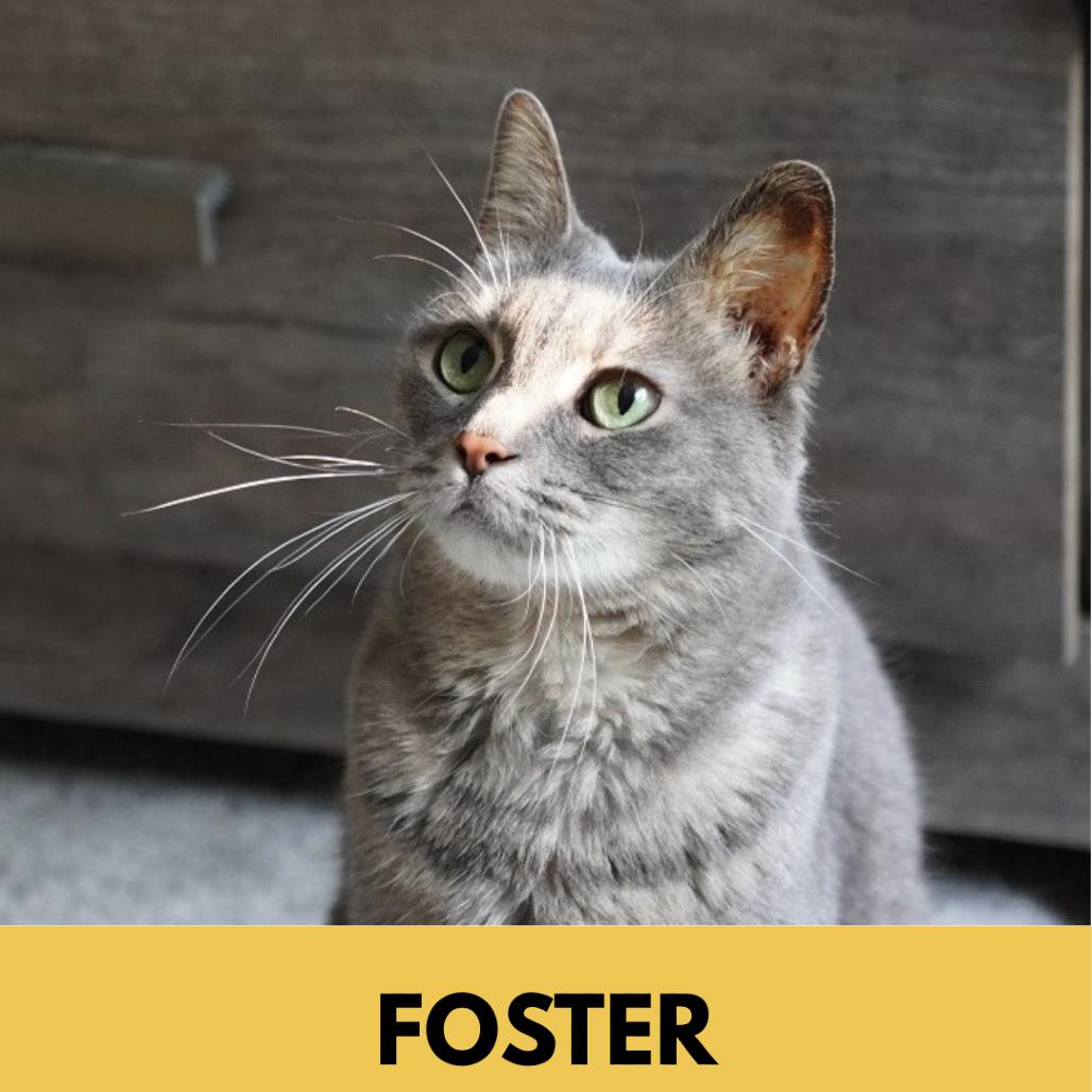 Enlarge Maggie, a Adoptable Domestic Short Hair in Lakewood, CO image 3/6