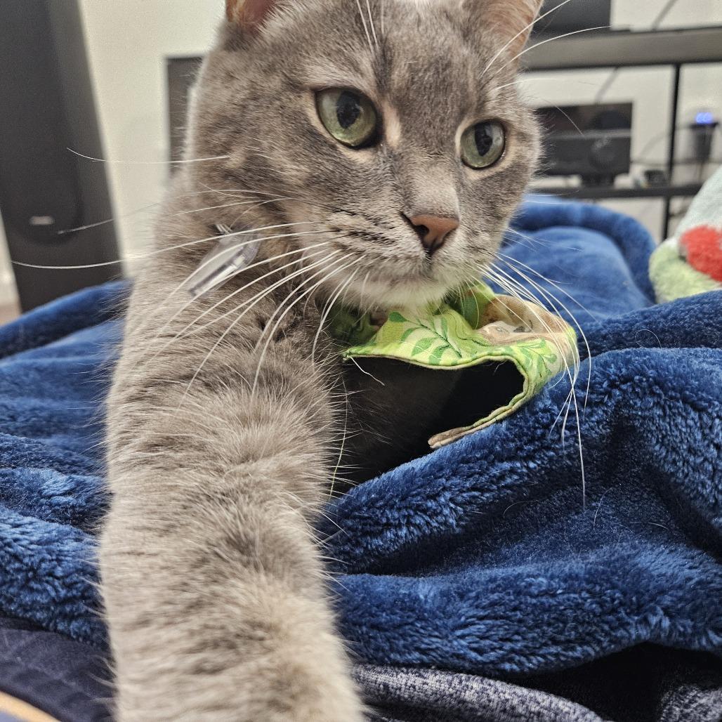 Enlarge Maggie, a Adoptable Domestic Short Hair in Lakewood, CO image 4/6