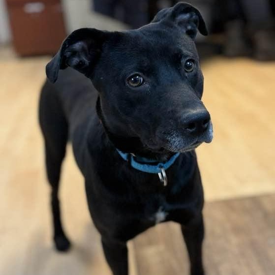 Enlarge Luka (formerly Blackie), a ADOPTABLE mixed breed in Washington, PA image 2/6