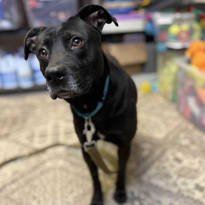 Enlarge Luka (formerly Blackie), a ADOPTABLE mixed breed in Washington, PA image 6/6