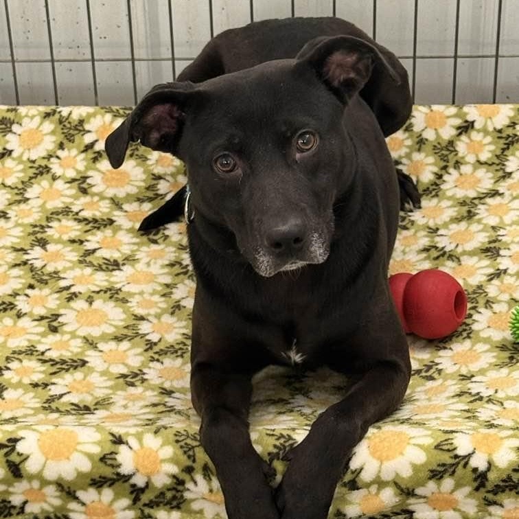 Enlarge Luka (formerly Blackie), a ADOPTABLE mixed breed in Washington, PA image 1/6