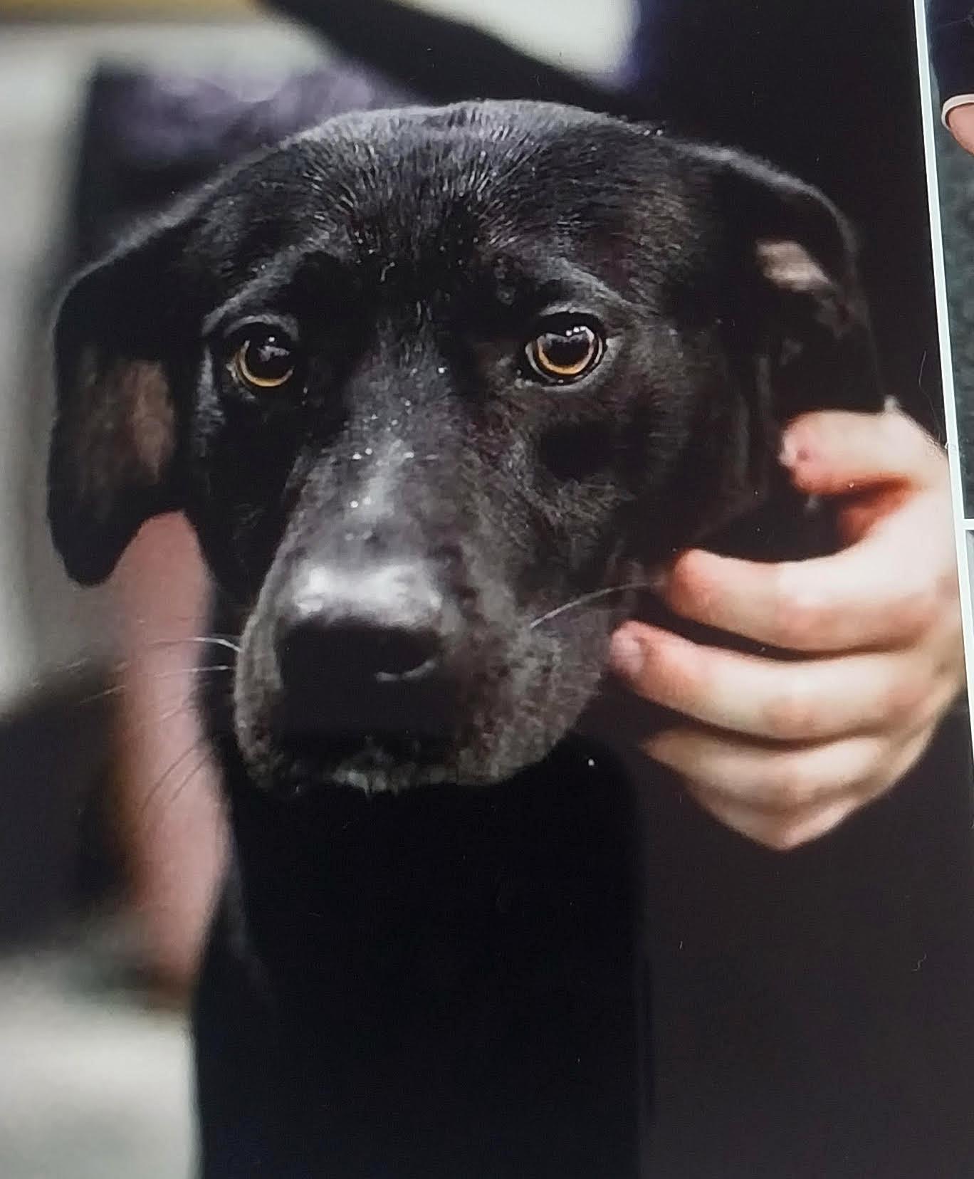 Enlarge Luka (formerly Blackie), a ADOPTABLE mixed breed in Washington, PA image 4/6