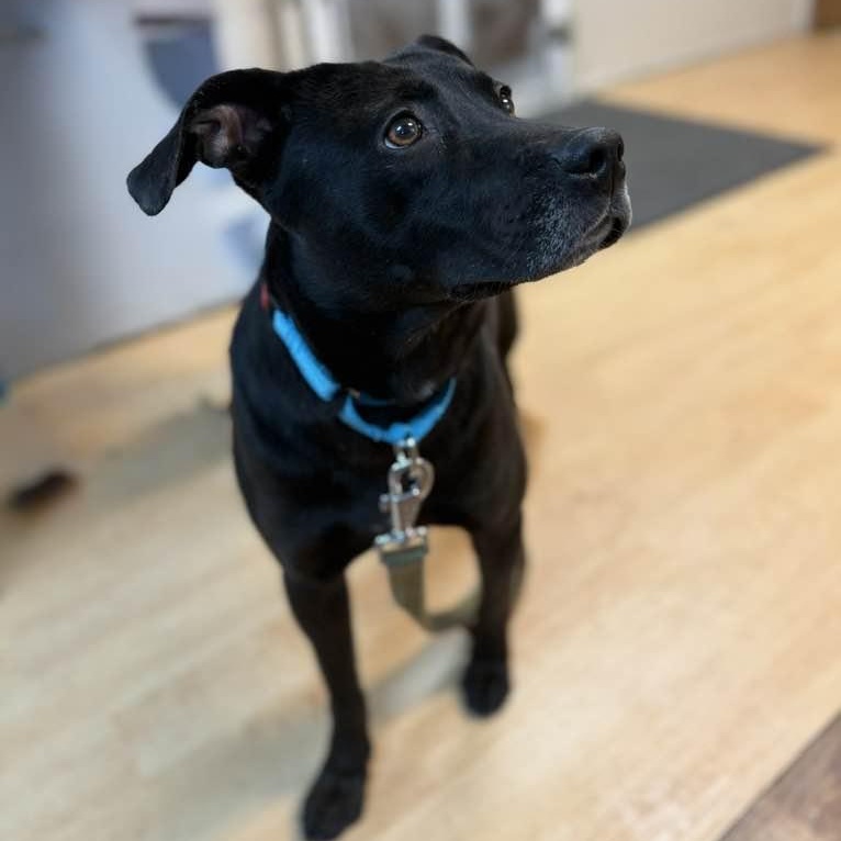 Enlarge Luka (formerly Blackie), a ADOPTABLE mixed breed in Washington, PA image 5/6