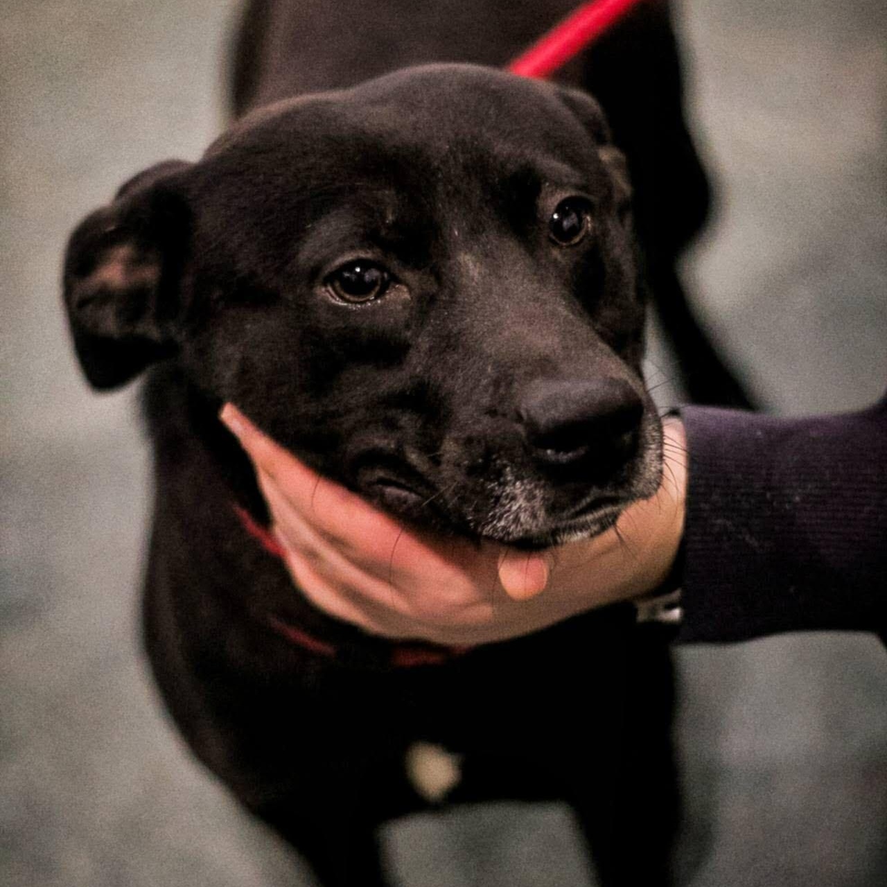 Enlarge Luka (formerly Blackie), a ADOPTABLE mixed breed in Washington, PA image 3/6