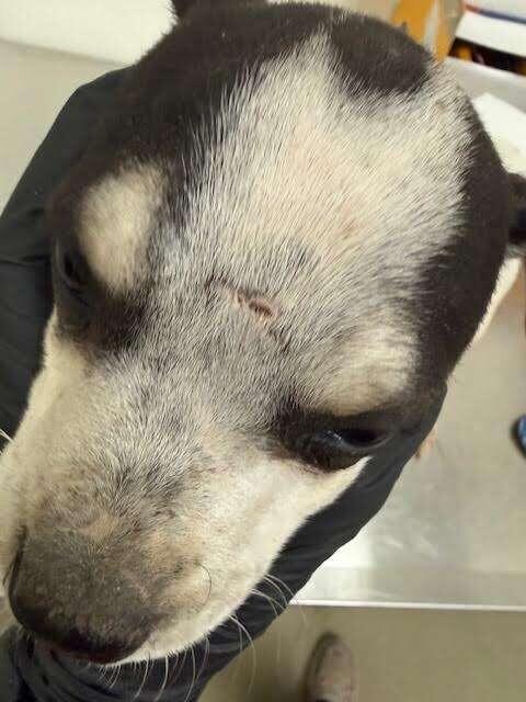 Oreo, Adoptable, Young Female Mixed Breed.