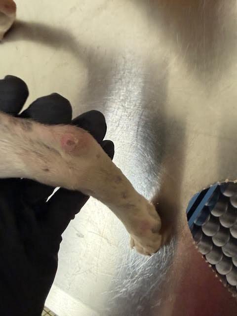 Enlarge Oreo, a Adoptable Mixed Breed in Hobbs, NM image 2/6